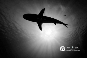 Silhouette of reef shark under the sun. by Alex Suh 